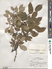 Amelanchier laevis image