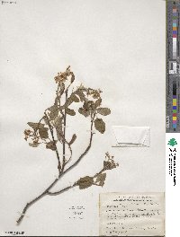 Amelanchier laevis image