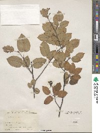 Amelanchier laevis image