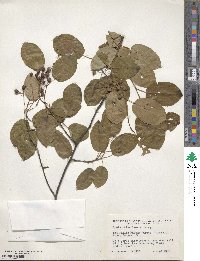 Amelanchier laevis image