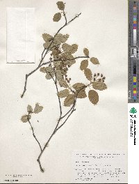 Amelanchier laevis image