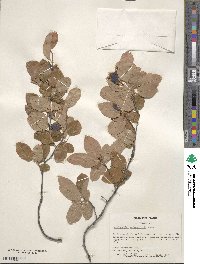 Amelanchier arborea image