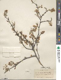 Amelanchier arborea image