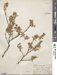 Amelanchier arborea image