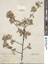 Amelanchier arborea image