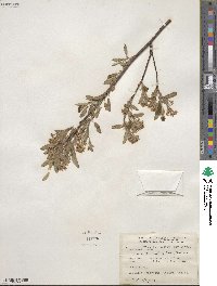 Amelanchier arborea image