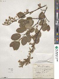 Amelanchier arborea image