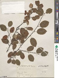 Amelanchier arborea image