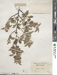 Amelanchier arborea image