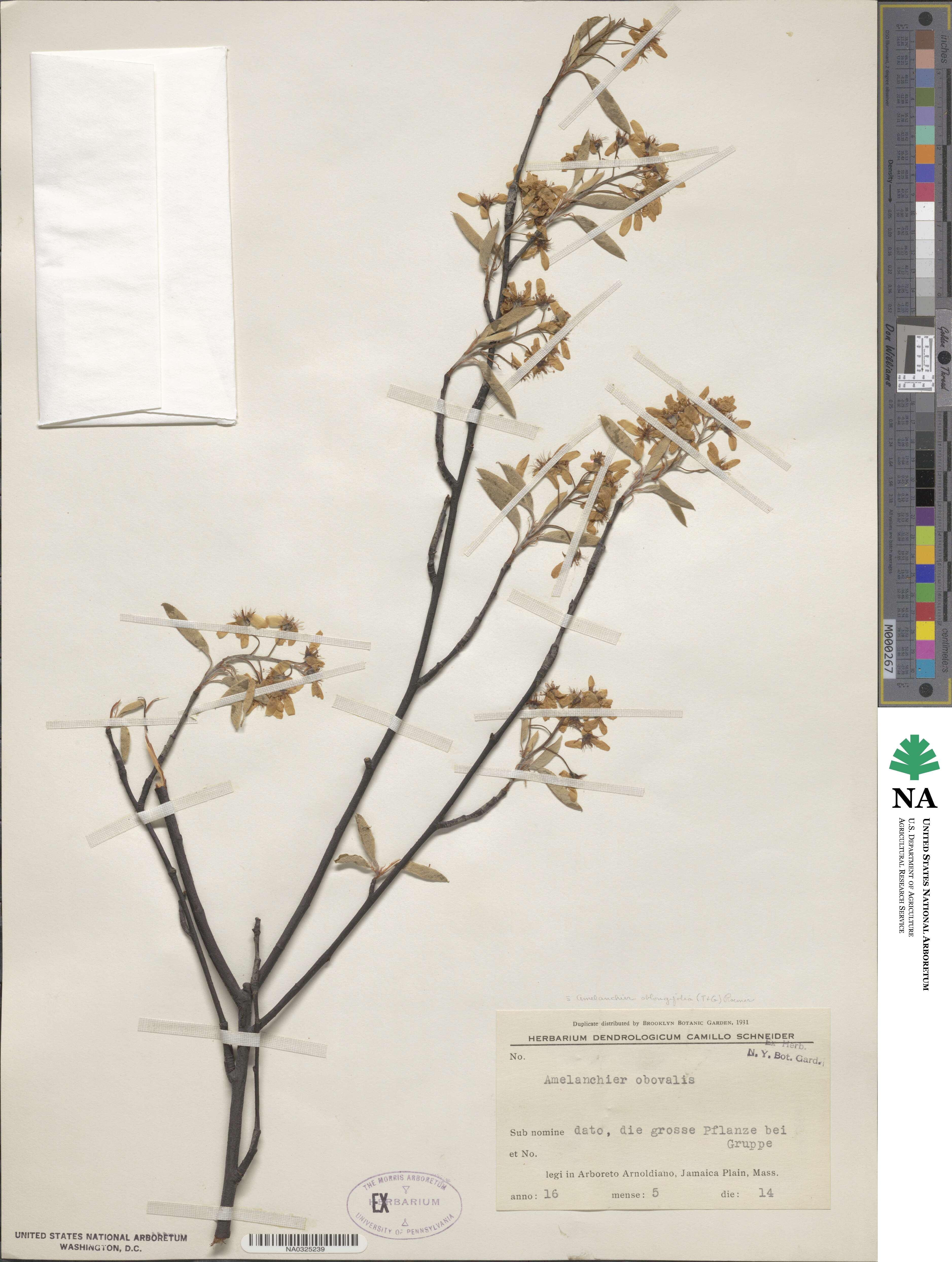 Amelanchier arborea image