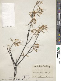 Amelanchier arborea image