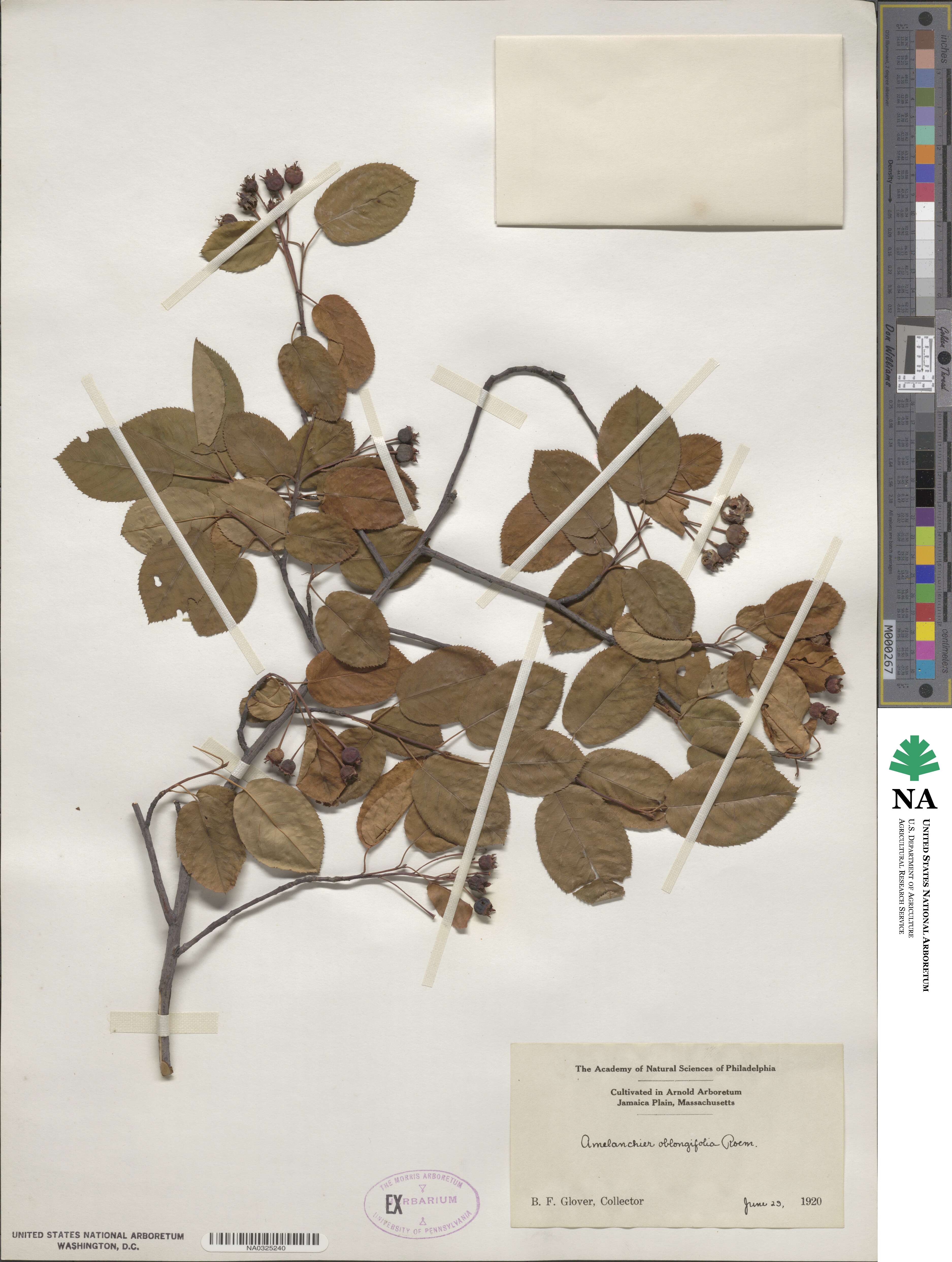 Amelanchier arborea image