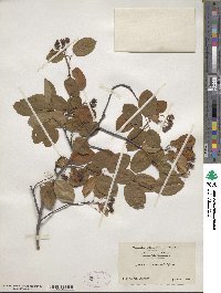 Amelanchier arborea image