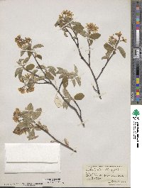 Amelanchier arborea image