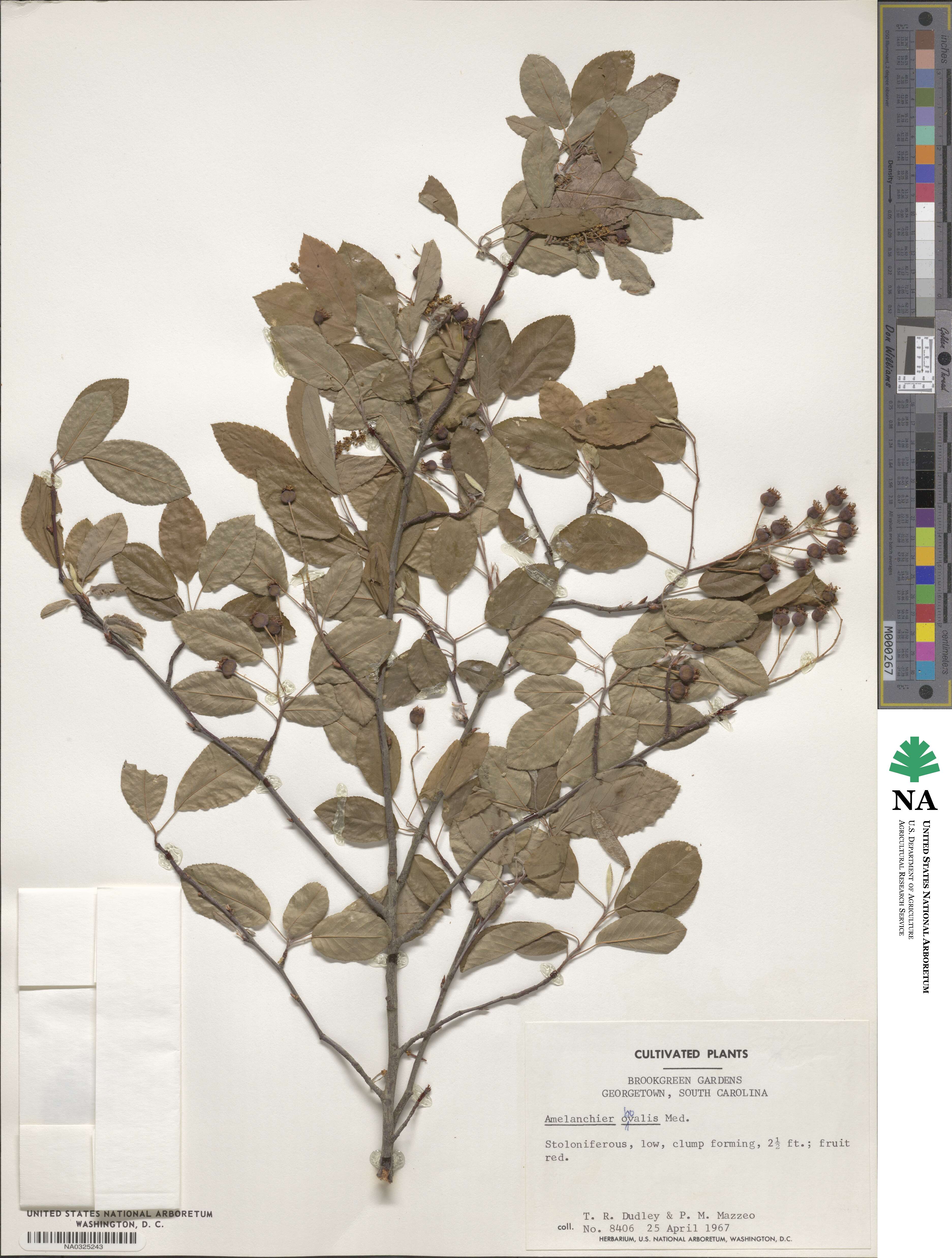 Amelanchier obovalis image