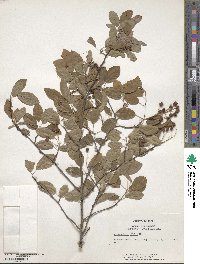 Amelanchier obovalis image