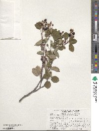 Amelanchier ovalis image