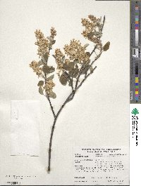 Amelanchier ovalis image