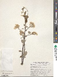 Amelanchier ovalis image