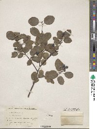 Amelanchier pumila image