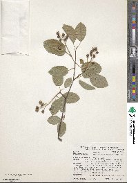 Amelanchier sanguinea image