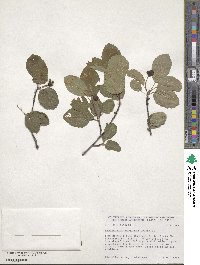 Amelanchier sanguinea image