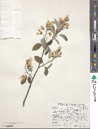 Amelanchier sanguinea image