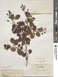 Amelanchier sanguinea image