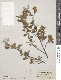 Amelanchier sanguinea image