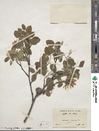 Amelanchier sanguinea image