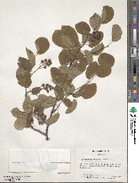 Amelanchier sanguinea image