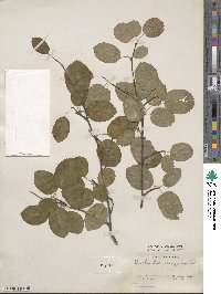 Amelanchier sanguinea image