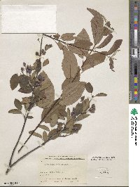 Amelanchier sanguinea image