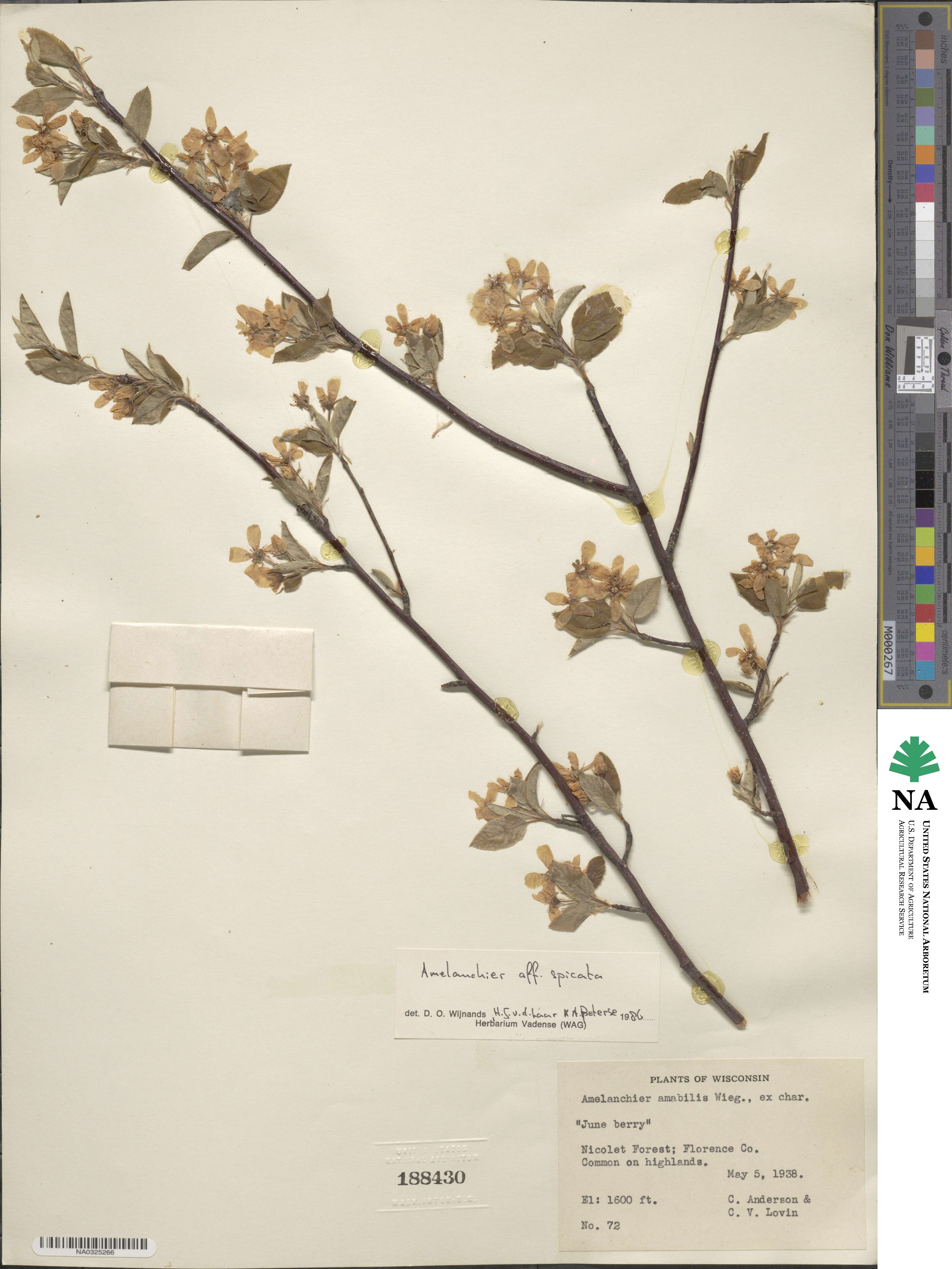 Amelanchier humilis image