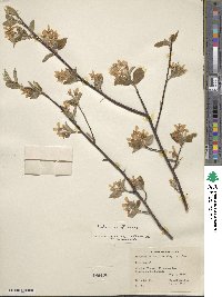 Amelanchier humilis image