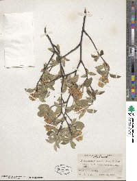 Amelanchier humilis image