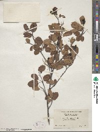 Amelanchier humilis image