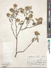 Amelanchier humilis image