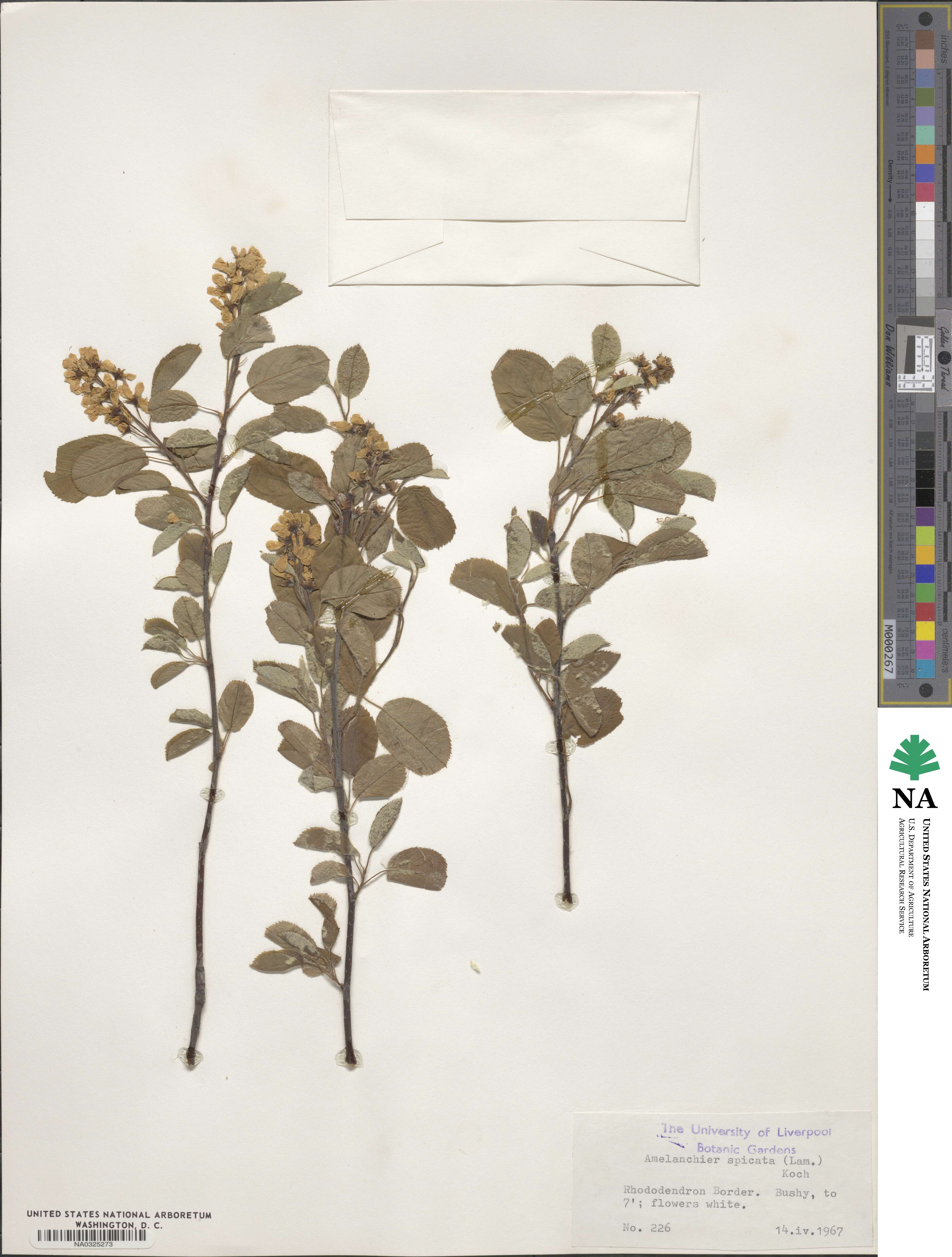 Amelanchier humilis image
