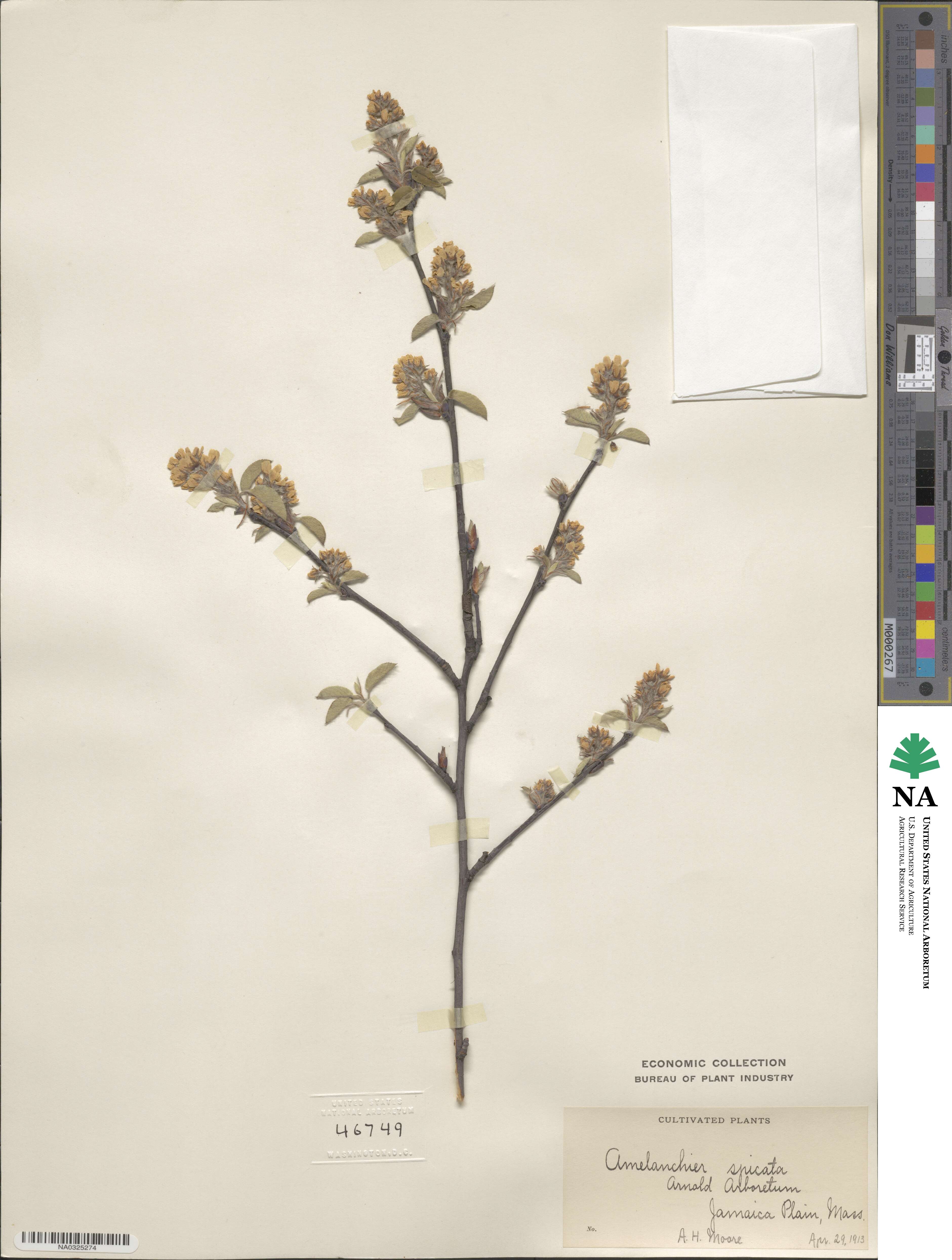 Amelanchier humilis image