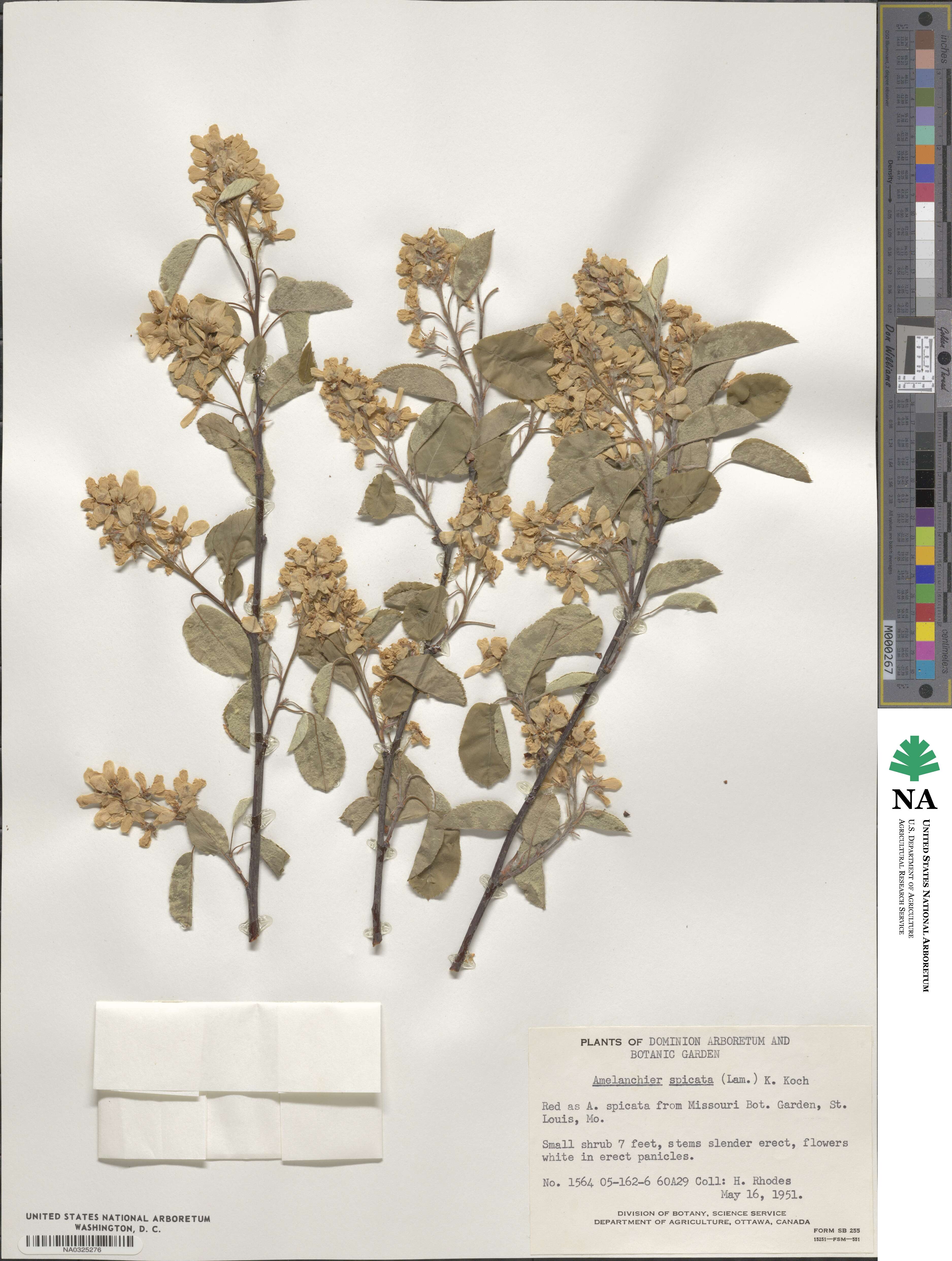 Amelanchier humilis image