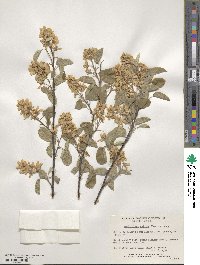 Amelanchier humilis image