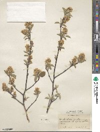 Amelanchier humilis image