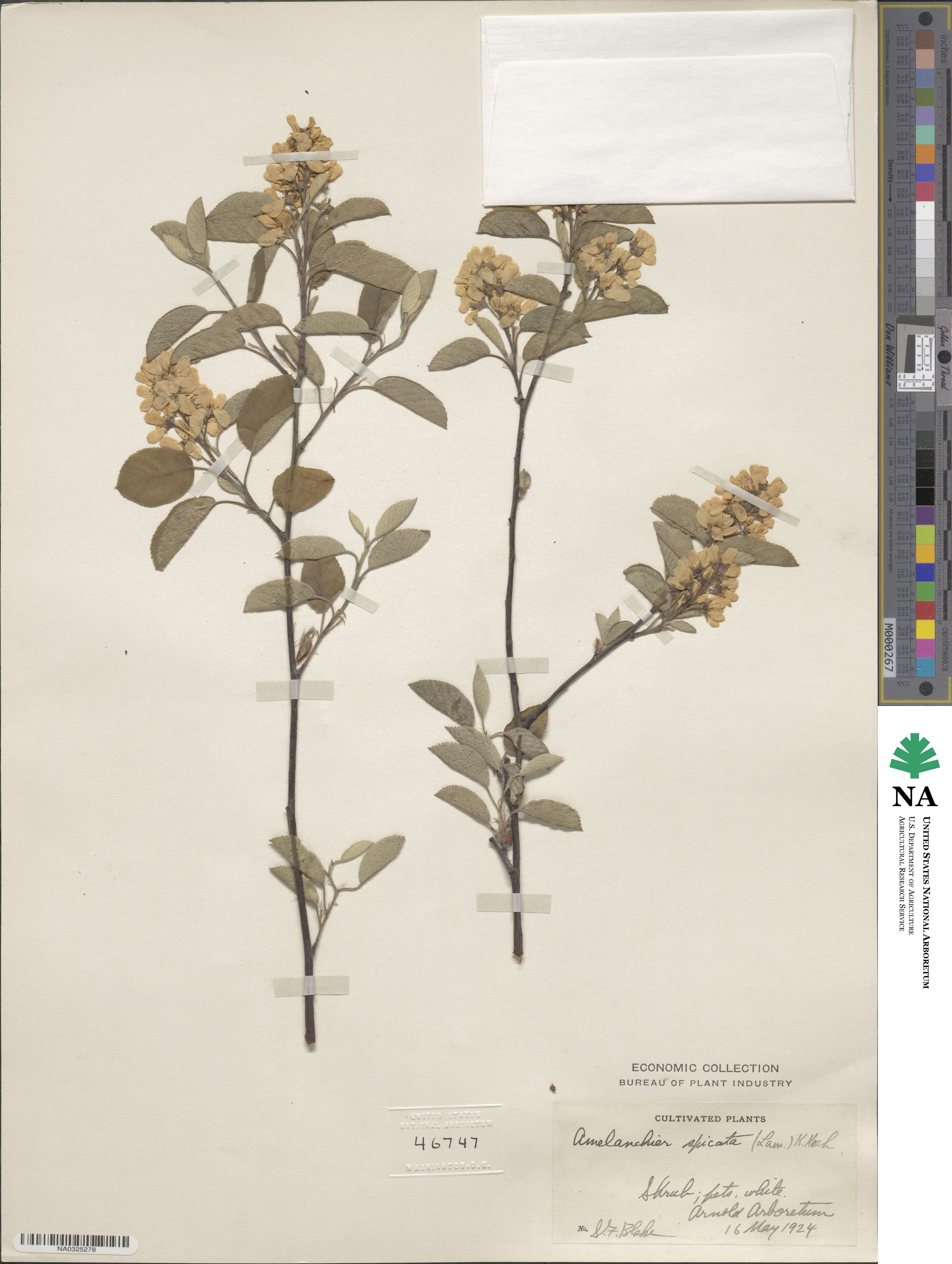 Amelanchier humilis image