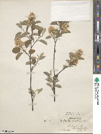 Amelanchier humilis image