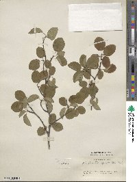 Amelanchier humilis image