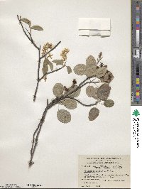 Amelanchier humilis image