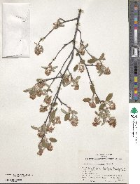 Amelanchier stolonifera image