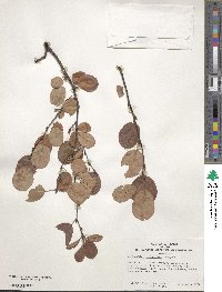 Amelanchier stolonifera image