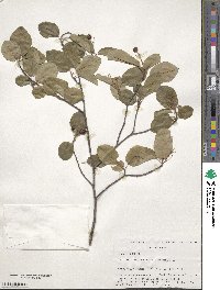 Amelanchier stolonifera image